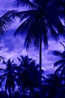 Image result for Palm Tree Border Silhouette