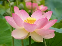 Image result for August Born Flower