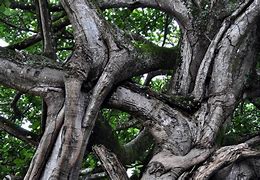 Image result for Pinterest Tree Branches