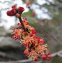 Image result for White Oak Tree Leaf