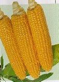 Image result for Non-GMO Field Corn