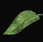 Image result for Leaf Spiral 3D Model