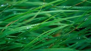 Image result for Apple Mac OS Green Wallpaper