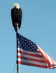 Image result for American Flag Bald Eagle with Shield