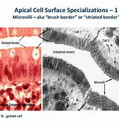 Image result for Striated Border