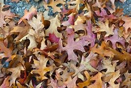 Image result for Who Sang Fallen Leaves