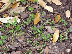 Image result for Elm Tree Seedlings