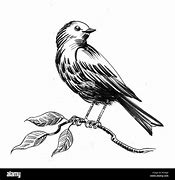 Image result for Bird On Branch Drawing