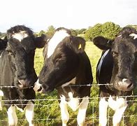 Image result for Fodder for Cows