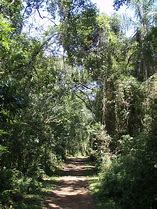 Image result for Wild Garlic Jungle Path