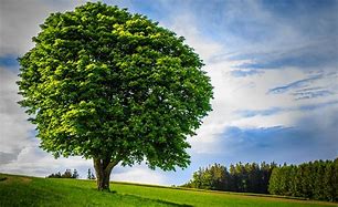 Image result for Big Tree 3D Model