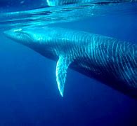 Image result for Blue Whale vs Shark