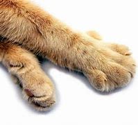 Image result for Cat Claws Extended