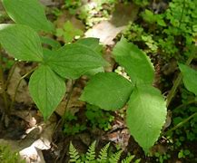 Image result for 3-Ranked Leaves