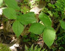 Image result for 3-Ranked Leaves