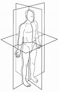 Image result for Human Body Outline Anatomical Position