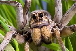 Image result for Top 10 Spiders