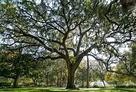 Image result for Southern Live Oak Species