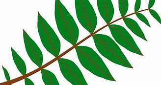 Image result for Pot Leaf Decal