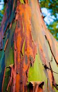 Image result for Eucalyptus Deglupta Leaves