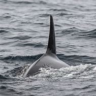 Image result for Beaked Whale Teeth