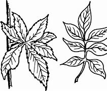 Image result for Tree Leaves Coloring Pages