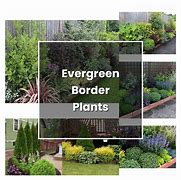 Image result for Evergreen Border Clip Art