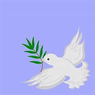 Image result for Dove with Twig in Mouth