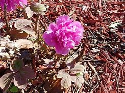 Image result for Peony Bloom