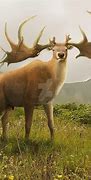 Image result for Megaloceros 3D Print