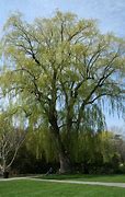 Image result for Tall Sunny Willow Tree