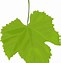 Image result for Grape Leaf Clip Art