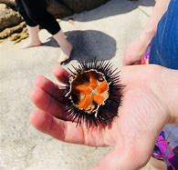 Image result for Sea Urchin Roe