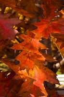 Image result for Pics of All Oak Leaves