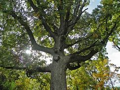 Image result for Bur Oak Leaf