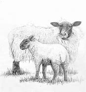 Image result for Farm Animal Sketches