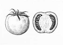 Image result for Tomato Sketch