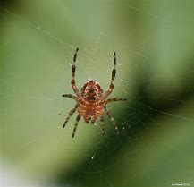 Image result for Spider Layer