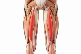 Image result for Hamstring Muscle Pain