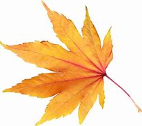 Image result for Fall Leaf Border