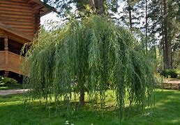 Image result for Willow Bonsai