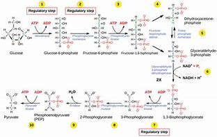 Image result for The 10 Steps of Glycolysis Break Down Worksheet