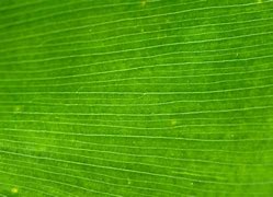 Image result for Green Plant Texture