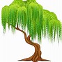 Image result for Shrub Willow Illustration