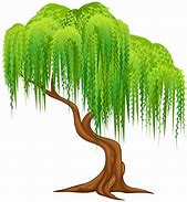 Image result for Willow Tree Branch Illustration