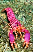 Image result for Colored Lobster