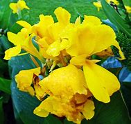 Image result for Purple Leaves with Yellow Flowers