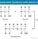 Image result for Dehydration Reaction Example Body