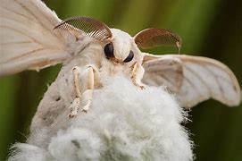 Image result for Baby Moth