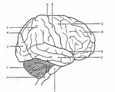 Image result for Blank Diagram of the Brain